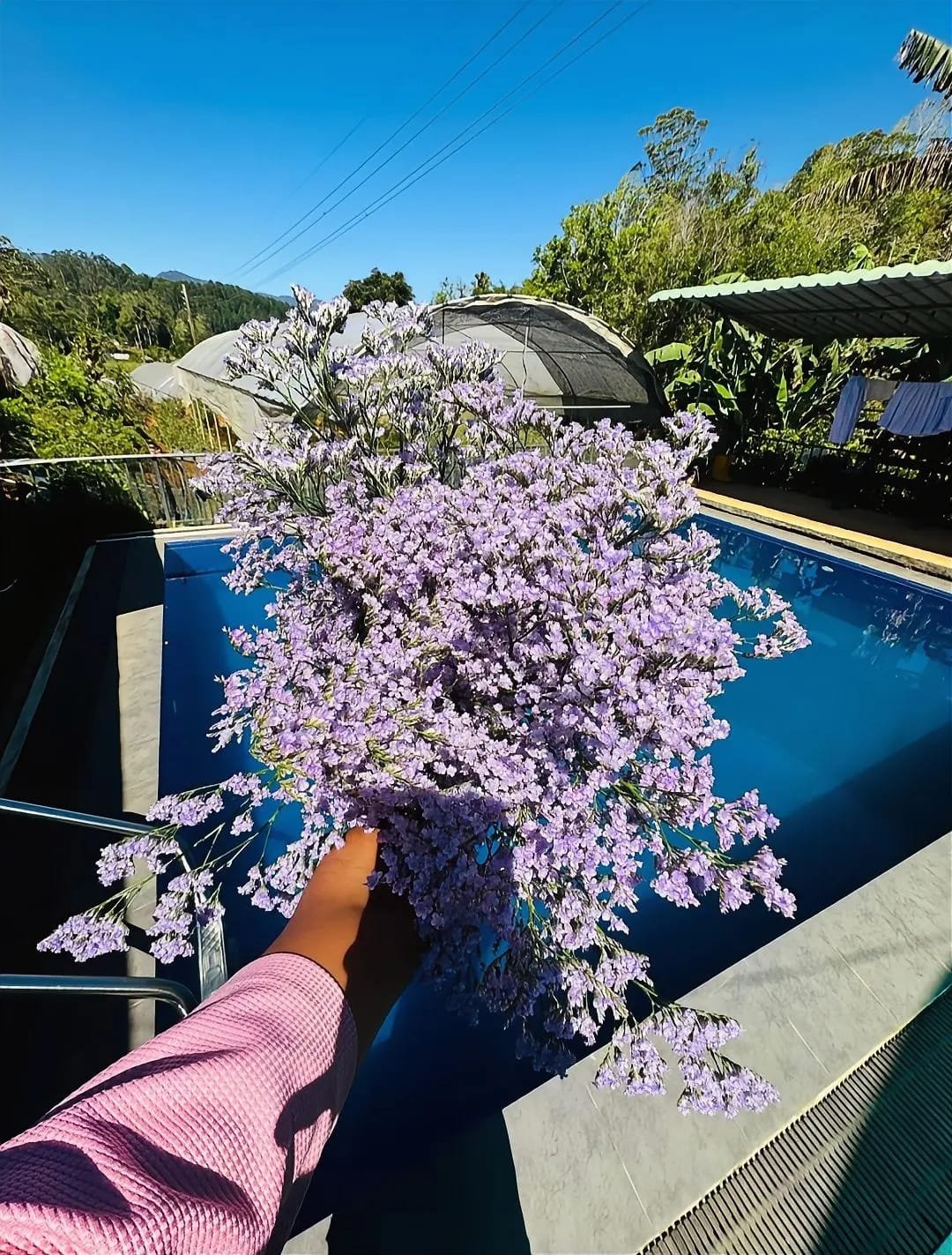 Fresh Flower 5