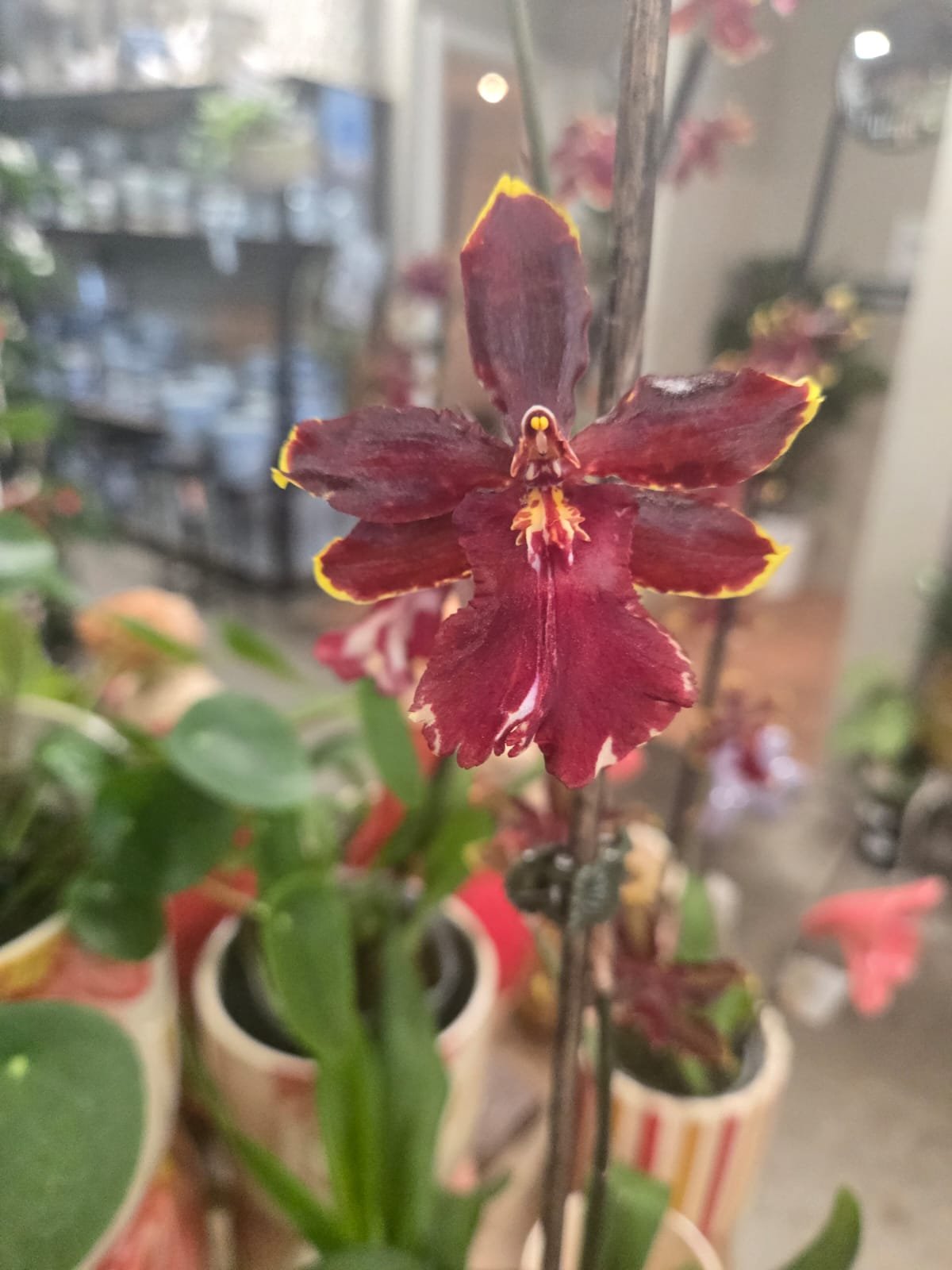 Fresh Flower 2