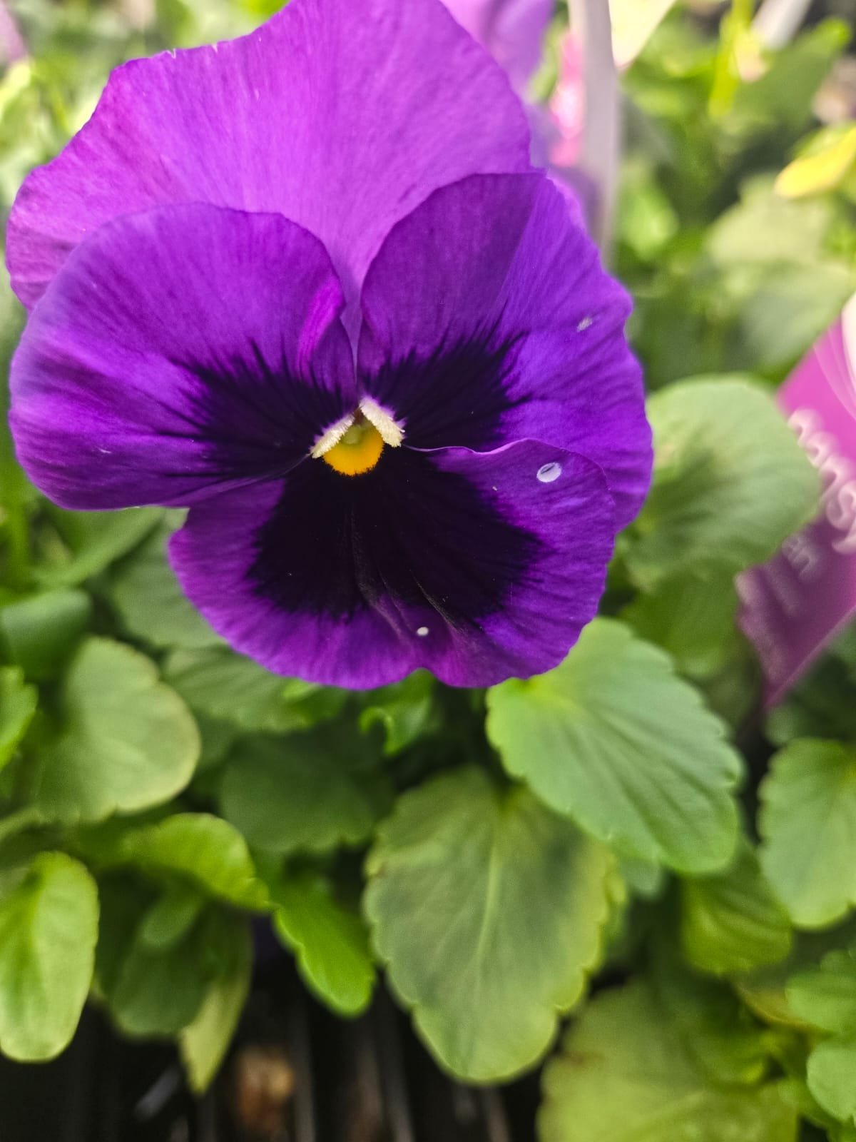 Fresh Flower 4