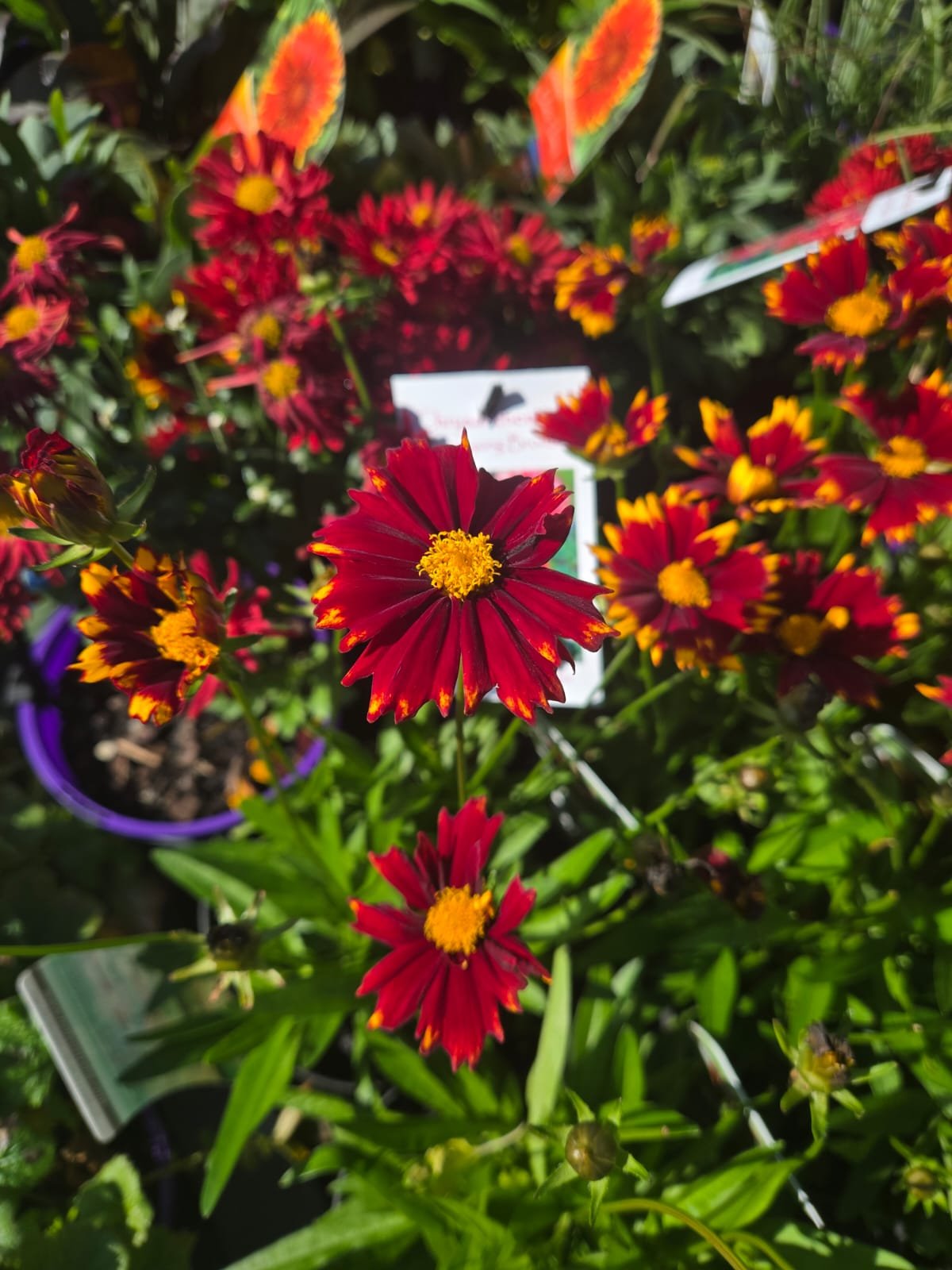 Fresh Flower 6