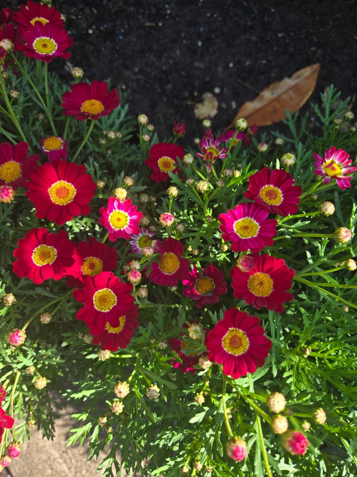 Fresh Flower 1