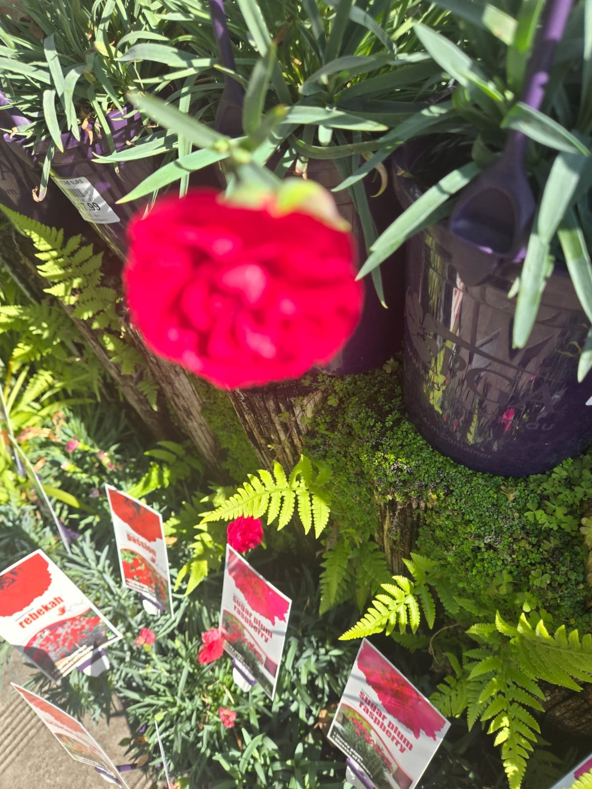 Fresh Flower 2