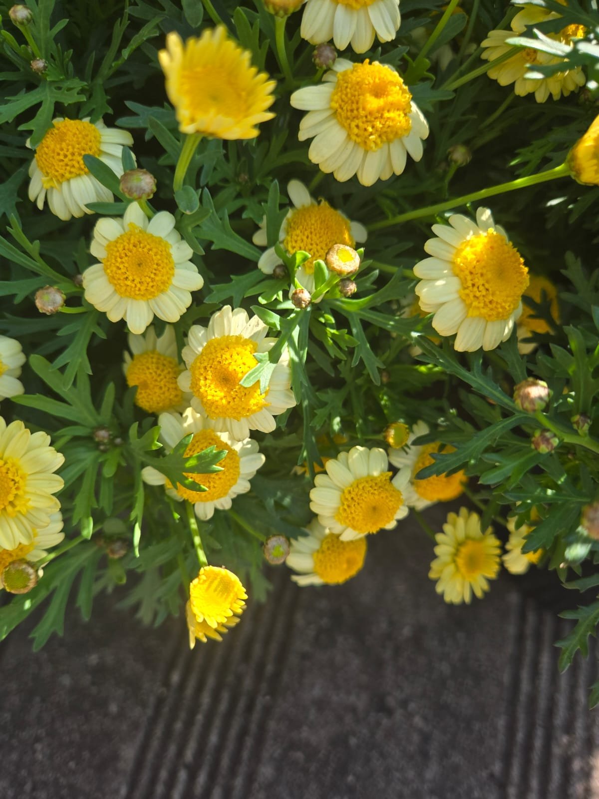 Fresh Flower 3