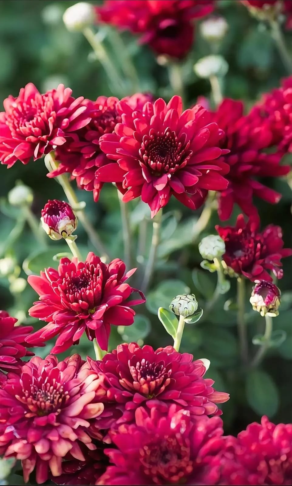 Fresh Flower 2