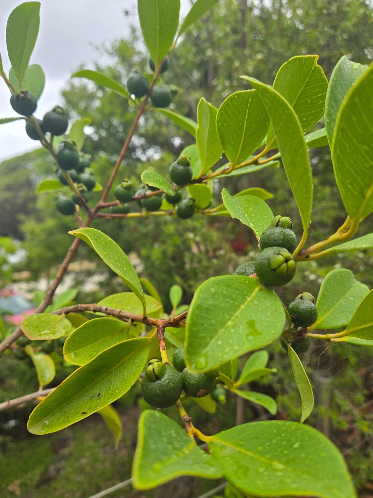 Fresh Fruit 3